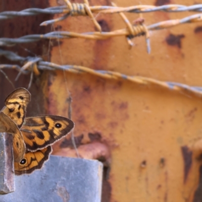 Heteronympha merope (Common Brown Butterfly) at Burragate, NSW - 1 Jan 2023 by KylieWaldon