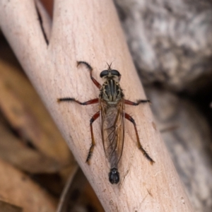 Zosteria sp. (genus) at Acton, ACT - 5 Jan 2023 09:59 AM