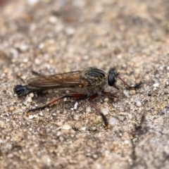 Zosteria sp. (genus) at Acton, ACT - 5 Jan 2023 09:59 AM