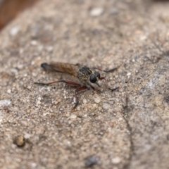 Zosteria sp. (genus) at Acton, ACT - 5 Jan 2023 09:59 AM