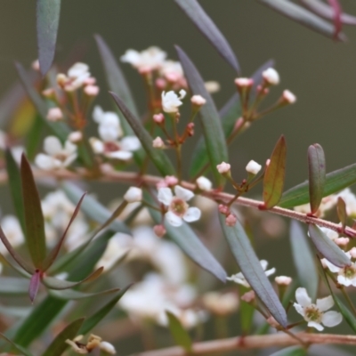 Sannantha pluriflora (Twiggy Heath Myrtle, Tall Baeckea) at Burragate, NSW - 1 Jan 2023 by KylieWaldon