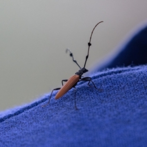 Tropis roei at Acton, ACT - 5 Jan 2023 10:25 AM