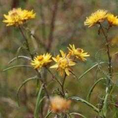 Xerochrysum bracteatum (Golden Everlasting) at Burragate, NSW - 31 Dec 2022 by KylieWaldon