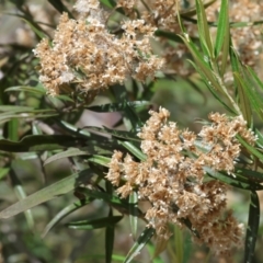 Ozothamnus argophyllus (Spicy Everlasting) at Burragate, NSW - 31 Dec 2022 by KylieWaldon