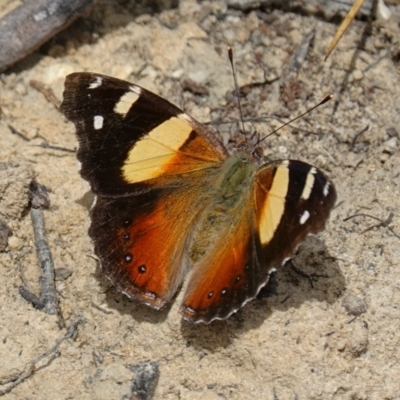 Vanessa itea (Yellow Admiral) at Tianjara, NSW - 19 Dec 2022 by RobG1