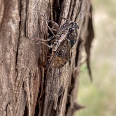 Yoyetta celis (Silver Princess Cicada) at Aranda, ACT - 5 Jan 2023 by Jubeyjubes