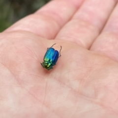 Diphucephala sp. (genus) (Green Scarab Beetle) at Namadgi National Park - 26 Dec 2022 by Jubeyjubes