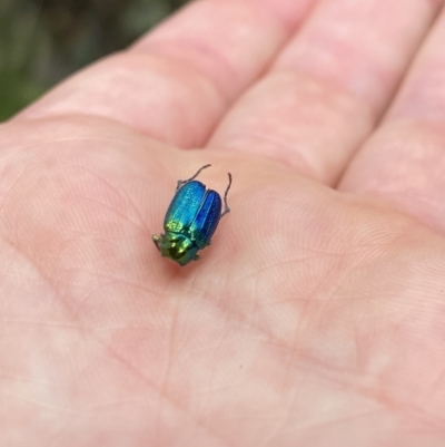Diphucephala sp. (genus) (Green Scarab Beetle) at Namadgi National Park - 26 Dec 2022 by Jubeyjubes