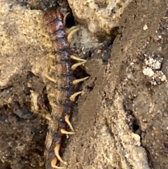 Scolopendromorpha (order) (A centipede) at Aranda, ACT - 6 Nov 2022 by Jubeyjubes