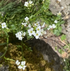 Cardamine lilacina at Cotter River, ACT - 26 Dec 2022 01:15 PM