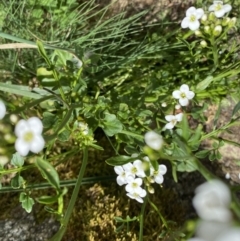 Cardamine lilacina at Cotter River, ACT - 26 Dec 2022