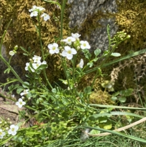 Cardamine lilacina at Cotter River, ACT - 26 Dec 2022 01:15 PM