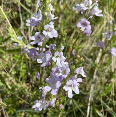 Euphrasia collina subsp. paludosa at Namadgi National Park - 25 Dec 2022 by Jubeyjubes