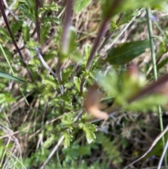 Euphrasia collina subsp. paludosa at Cotter River, ACT - 26 Dec 2022 10:48 AM