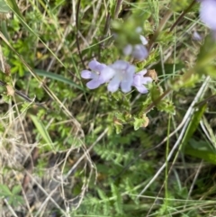 Euphrasia collina subsp. paludosa at Cotter River, ACT - 26 Dec 2022 10:48 AM