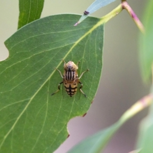 Eristalinus punctulatus at Acton, ACT - 5 Jan 2023 09:49 AM