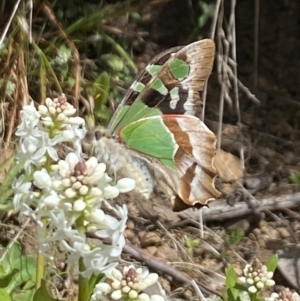 Graphium macleayanum at Cotter River, ACT - 26 Dec 2022