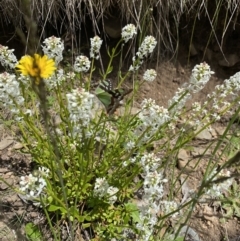 Graphium macleayanum at Cotter River, ACT - 26 Dec 2022