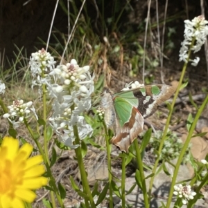 Graphium macleayanum at Cotter River, ACT - 26 Dec 2022