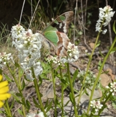 Graphium macleayanum at Cotter River, ACT - 26 Dec 2022