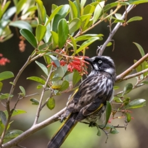 Phylidonyris novaehollandiae at Acton, ACT - 5 Jan 2023