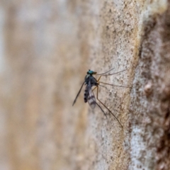 Dolichopodidae (family) (Unidentified Long-legged fly) at Acton, ACT - 5 Jan 2023 by MarkT