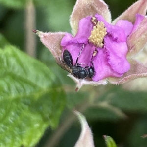 Hylaeus (Prosopisteron) sp. (genus & subgenus) at Aranda, ACT - 29 Nov 2022