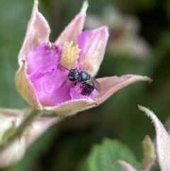 Hylaeus (Prosopisteron) sp. (genus & subgenus) at Aranda, ACT - 29 Nov 2022 12:24 PM