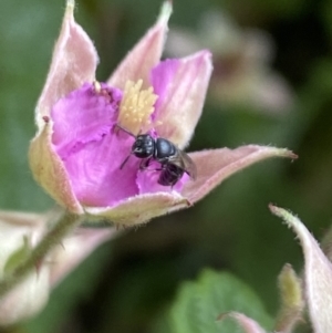 Hylaeus (Prosopisteron) sp. (genus & subgenus) at Aranda, ACT - 29 Nov 2022