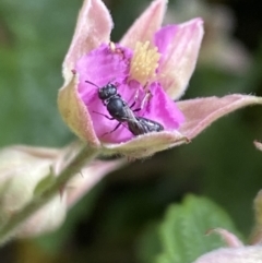 Hylaeus (Prosopisteron) sp. (genus & subgenus) at Aranda, ACT - 29 Nov 2022 12:24 PM