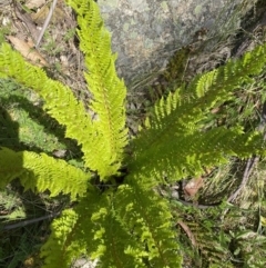 Polystichum proliferum (Mother Shield Fern) at Namadgi National Park - 25 Dec 2022 by Jubeyjubes