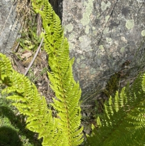 Polystichum proliferum at Cotter River, ACT - 26 Dec 2022