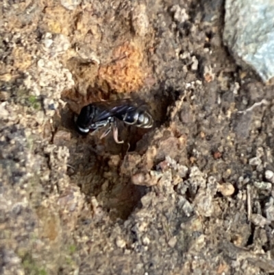 Sphecidae or Crabronidae (families) (Unidentified sand wasp) at Aranda, ACT - 27 Dec 2022 by Jubeyjubes