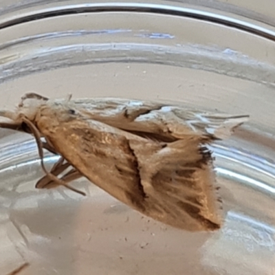 Heliocosma argyroleuca (A tortrix or leafroller moth) at Isaacs, ACT - 5 Jan 2023 by Mike