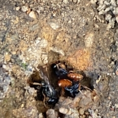 Sphecidae or Crabronidae (families) at Aranda, ACT - 27 Dec 2022