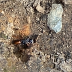 Sphecidae or Crabronidae (families) at Aranda, ACT - 27 Dec 2022