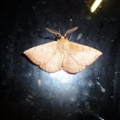 Lasiocampidae (family) (Snout moth) at Mongarlowe River - 21 Feb 2009 by arjay