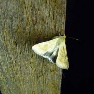 Helicoverpa punctigera at Charleys Forest, NSW - suppressed