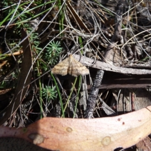 Scopula rubraria at Charleys Forest, NSW - suppressed