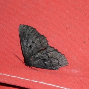 Melanodes anthracitaria at Charleys Forest, NSW - 11 Dec 2021