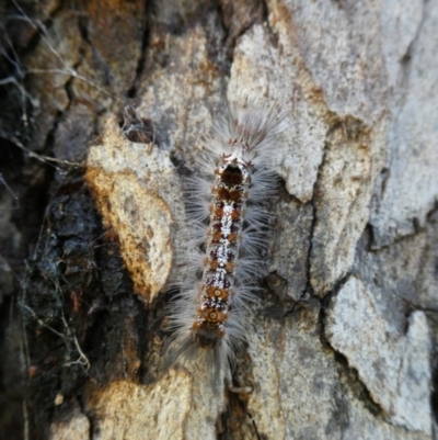 Euproctis baliolalis (Browntail Gum Moth) at Charleys Forest, NSW - 23 Mar 2021 by arjay