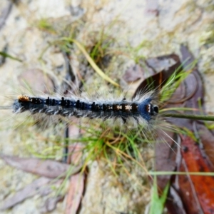 Lasiocampidae (family) immature at Mongarlowe, NSW - suppressed