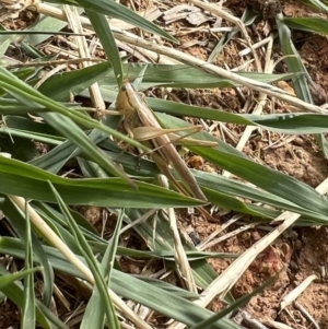 Conocephalus semivittatus at Murrumbateman, NSW - 6 Jan 2023