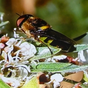 Odontomyia hunteri at Queanbeyan West, NSW - 6 Jan 2023