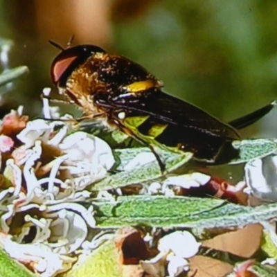 Odontomyia hunteri (Soldier fly) at Bicentennial Park - 5 Jan 2023 by Paul4K
