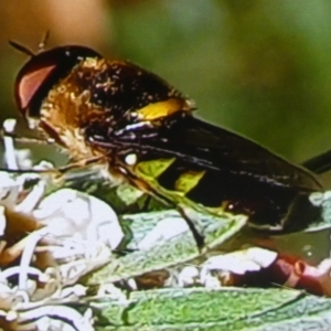 Odontomyia hunteri at Queanbeyan West, NSW - 6 Jan 2023