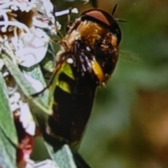 Odontomyia hunteri at Queanbeyan West, NSW - 6 Jan 2023