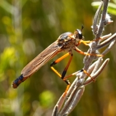 Asilidae (family) (Unidentified Robber fly) at Sassafras, NSW - 27 Dec 2022 by RobG1