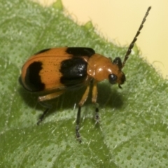 Aulacophora hilaris (Pumpkin Beetle) at Higgins, ACT - 6 Jan 2023 by AlisonMilton