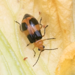 Aulacophora hilaris at Higgins, ACT - 6 Jan 2023